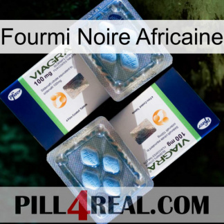 African Black Ant viagra5